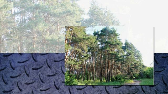 Утренний лесопарк Вдохновение. г.Воронеж смотреть онлайн