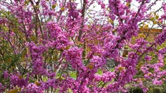 Восходящее солнце или Багряник ! смотреть онлайн