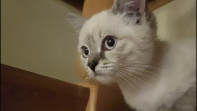 Акита Ину и котенок. Пример самурайской сдержанности. смотреть онлайн