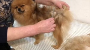 Как линяет шпиц. Как выглядит собака после родов