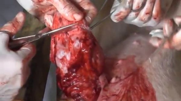 Пупочная герниотомия у хрячка. Docent A.D. Stepanov, ПДАТУ