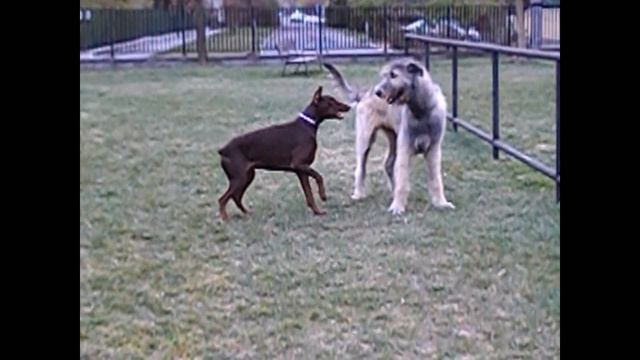 Dobermann vs. Irish Wolfhound part 3