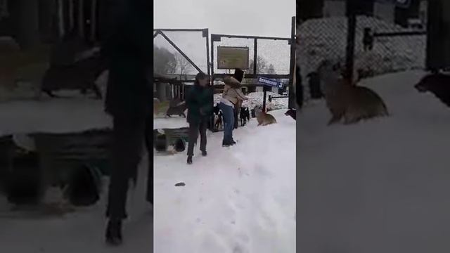 забираем с приюта пса) смотреть онлайн