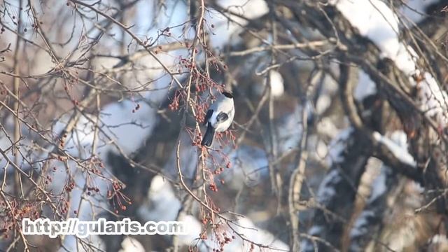 Серый снегирь Pyrrhula cineracea смотреть онлайн