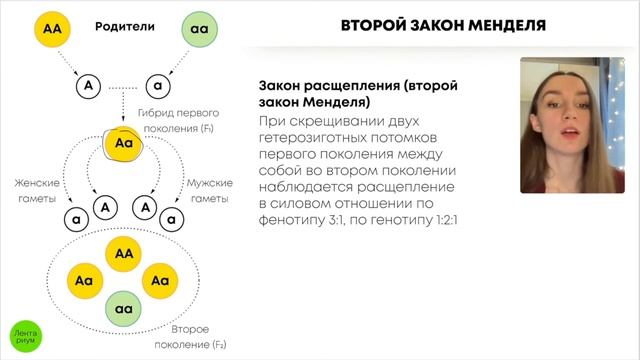 БИОЛОГИЯ ЕГЭ - Первый, второй закон Менделя смотреть онлайн