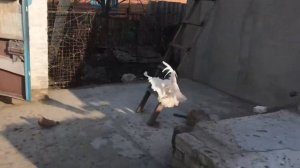 Серпастые голуби Лозовой