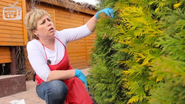 Уход за хвойными растениями в саду ? Туя после зимы ? Советы садоводам смотреть онлайн