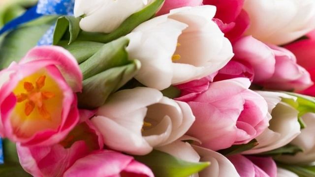 С праздником дорогие наши красавицы смотреть онлайн