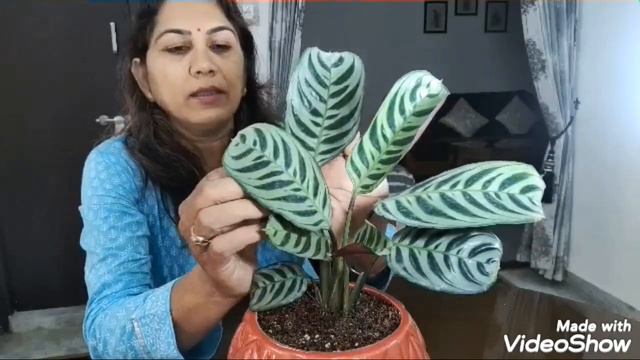 Maranta Leuconeura | Calathea | How to grow Maranta Calathea | About Maranta Calathea смотреть онлайн