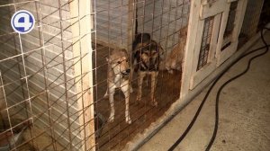 Почему в пункте содержания животных Камышлова собаки так истощены