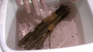 Размножение граната черенками.