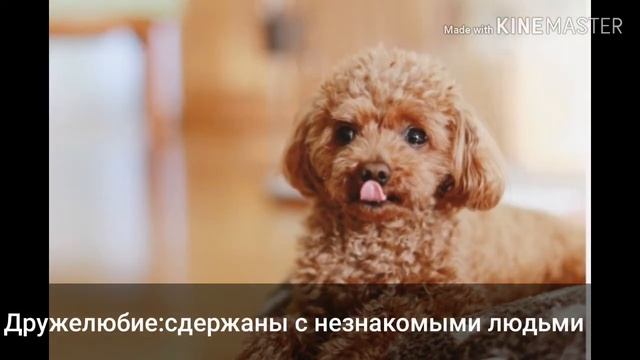 Коротко о породе собак той пудель смотреть онлайн