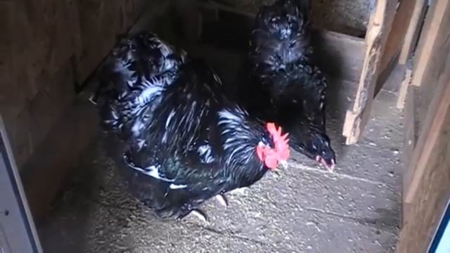 ОРПИНГТОН МРАМОРНЫЙ порода кур ОБЗОР смотреть онлайн