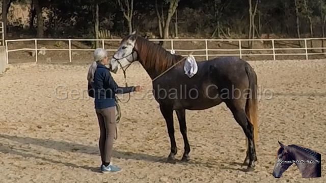 Domando el Miedo, Domina el Arte de Desensibilizar a Tu Caballo ante Bolsas de Plástico. смотреть онлайн