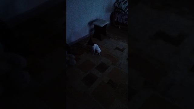 День рождения Мужа/ уютно дома/ красота ?❄️ смотреть онлайн