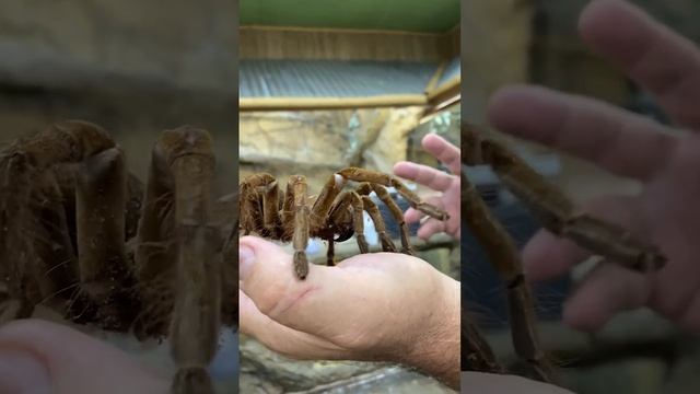 ARACHNOPHOBIA Fear of Spiders?? смотреть онлайн