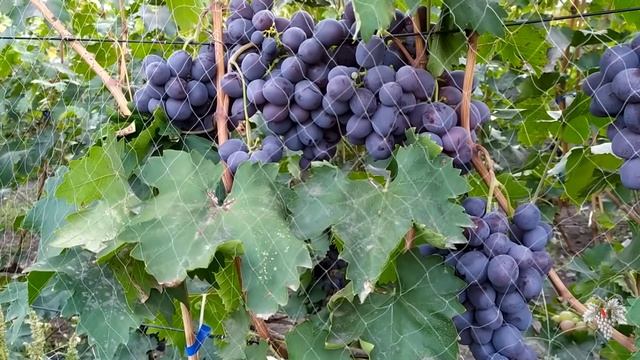 Можно ли заработать на винограде?!