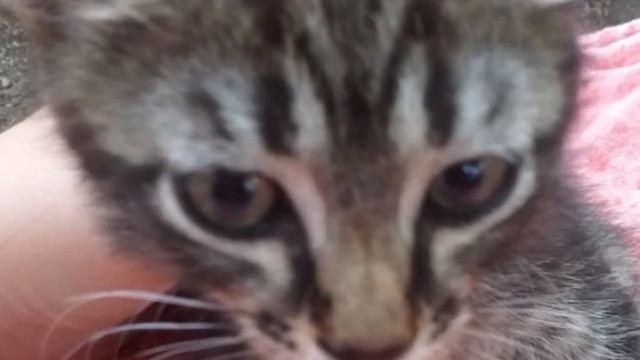 Девушка нашла котёнка на улице и потом случилось УЖАСНОЕ! смотреть онлайн
