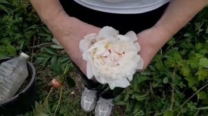 Поставка срезки пионов в цветочный магазин ч.1./ Сеточки для пионов.