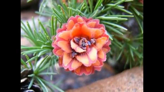 Лиственница цветет,красота)))))) смотреть онлайн