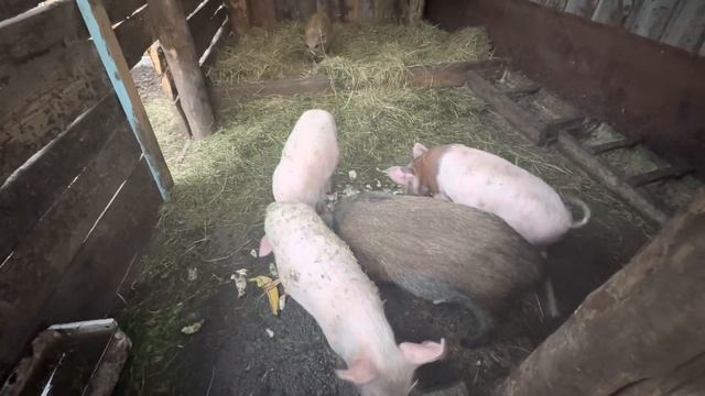 Купили свиней и кабана соседи) Москвичи в деревне?️ смотреть онлайн