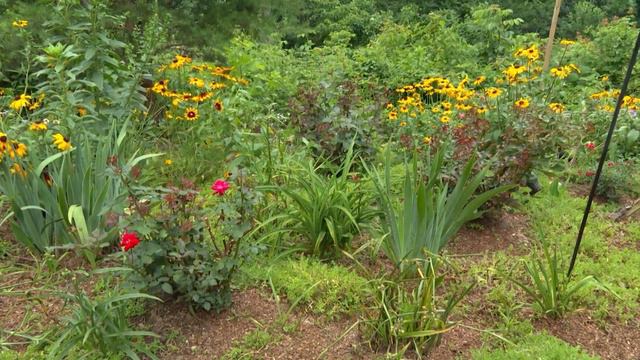 Colorful Canvas on a Hillside | Volunteer Gardener смотреть онлайн