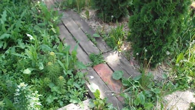 Туя западная Колумна в Пензе смотреть онлайн