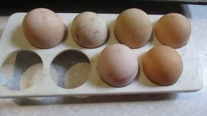 Мои Цесарки, начало яйцекладки у цесарок.
