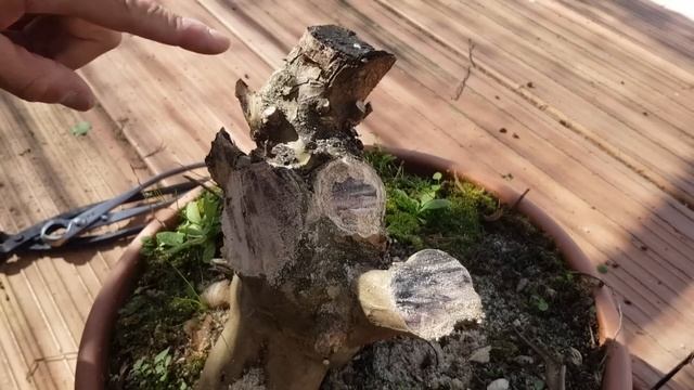 Poda BONSAI Lagerstroemia Indica SALVAJE! смотреть онлайн