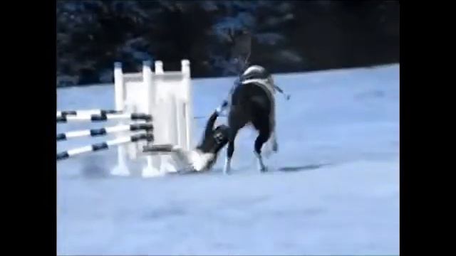 Конный спорт смотреть онлайн