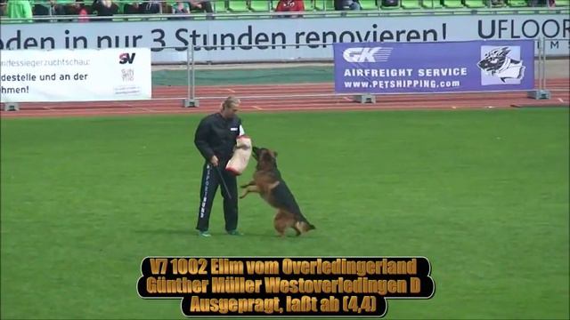 Elim vom Overledingerland Bszs V7 Ulm 2012.wmv смотреть онлайн