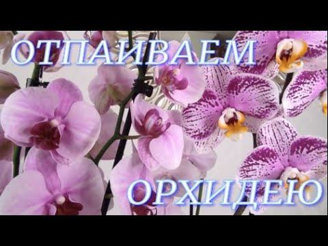 Отпаиваем орхидею Cascada Summer Breeze  Мои покупочки