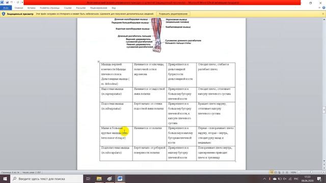 Анатомическое строение листа некоторых представителей семейства Бромелиевых смотреть онлайн