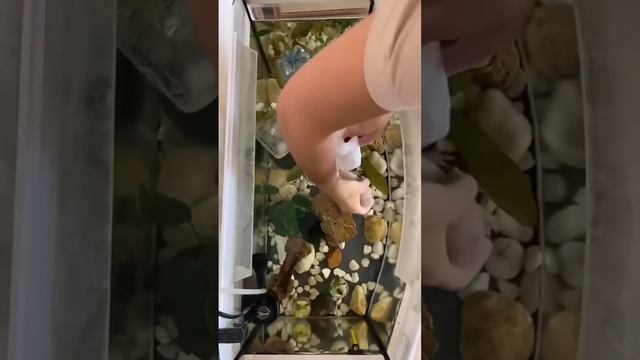 Аксолотль на поезде! #аксолотль смотреть онлайн