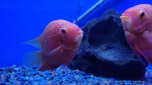 Local Fish Shop Visit: P&P Tropical Fish (2/26/21) смотреть онлайн