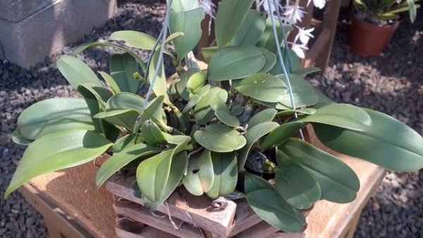 DENDROBIUM AGREGATUM