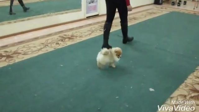 Машенькино Счастье Искусный Обольститель смотреть онлайн
