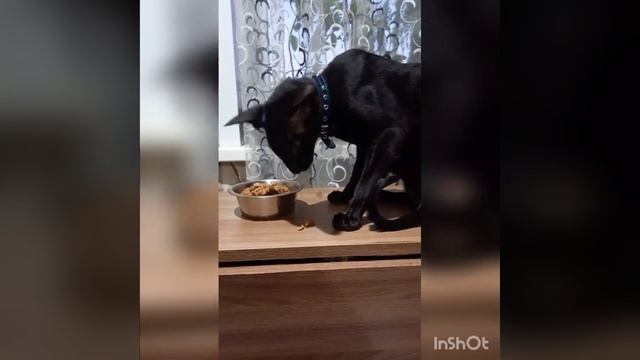 27.06.22.Мои Смурфики,канадские сфинксы. смотреть онлайн