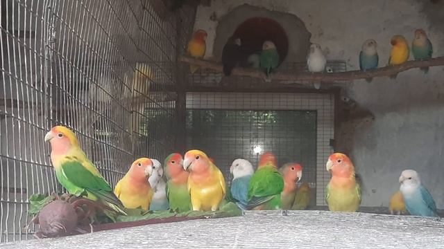 Попугаям неразлучникам понравился красный бурячок. смотреть онлайн