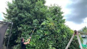 Dewalt 18v/20v Pole Saw DCMPS567P1 XR Review