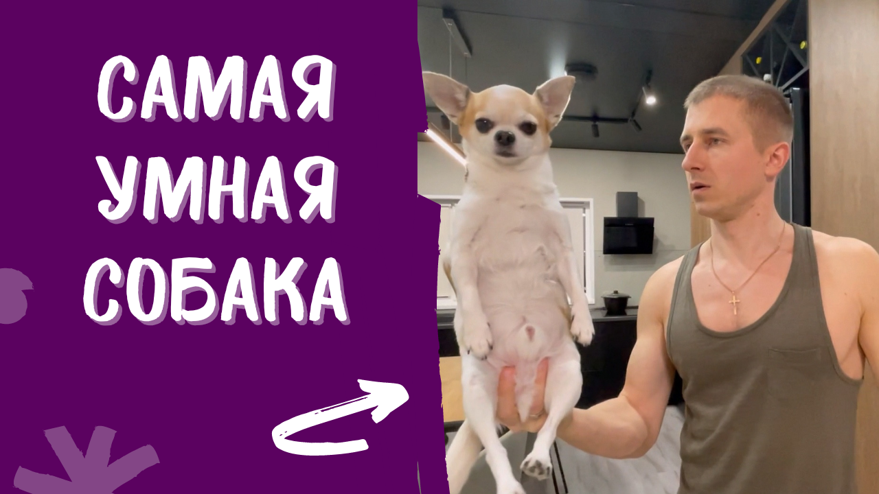 САМАЯ УМНАЯ СОБАКА В МИРЕ! НЕВЕРОЯТНО! смотреть онлайн