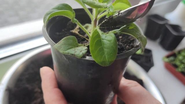 Пикируем рассаду петунии правильно | Петуния: от посадки до пикировки смотреть онлайн