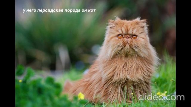 Информация про моего кота... смотреть онлайн