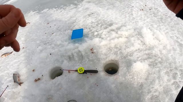 Весенняя рыбалка в Лаксаре.Что то откусило мормышку.Закрываем сезон.Чудское озеро зимняя рыбалка смотреть онлайн