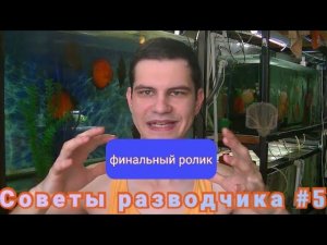 Почему Дискусы съедают икру, личинку и малька?