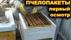 Пчелопакеты. Первый осмотр.