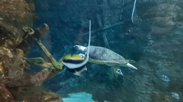 Воронежский Океанариум 2020, Поездка в Сити - Парк "ГРАД" смотреть онлайн