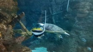 Воронежский Океанариум 2020, Поездка в Сити - Парк "ГРАД"