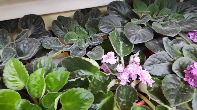 21.08.2020г.Цветочные новости смотреть онлайн