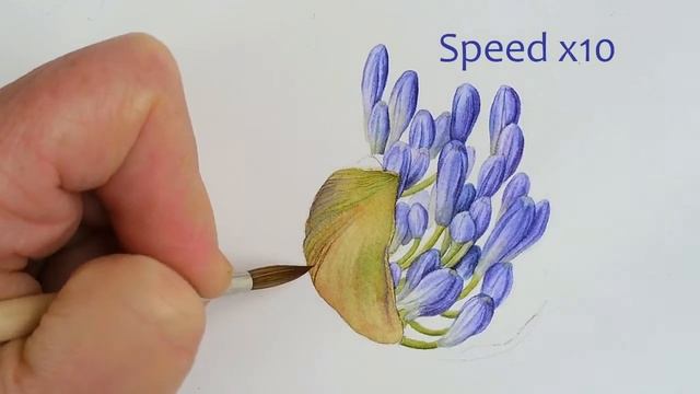 BOTANICAL ART - Agapanthus Detail   1